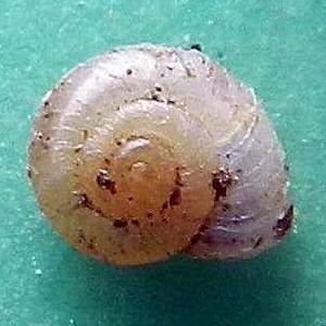 Conferma per Vallonia pulchella (Muller, 1774?
